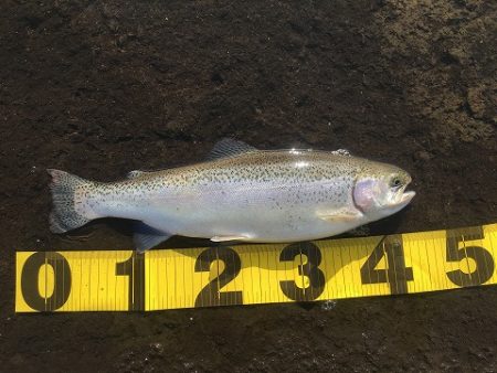 志高湖フィッシング 釣果