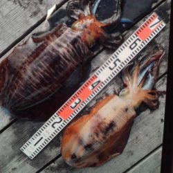 こかわ渡船　雅丸 釣果