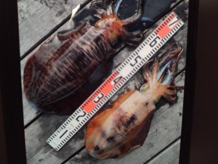 こかわ渡船　雅丸 釣果