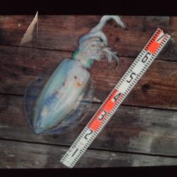 こかわ渡船　雅丸 釣果