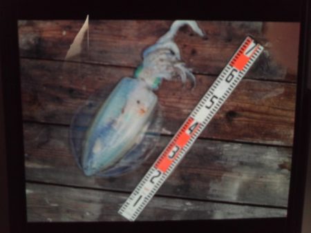 こかわ渡船　雅丸 釣果