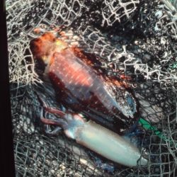 こかわ渡船　雅丸 釣果