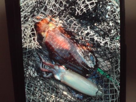 こかわ渡船　雅丸 釣果