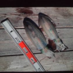 こかわ渡船　雅丸 釣果