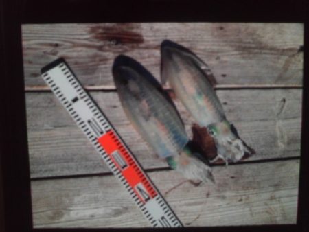 こかわ渡船　雅丸 釣果