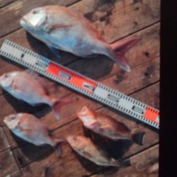 こかわ渡船　雅丸 釣果