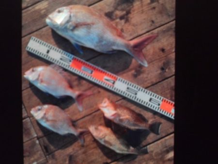 こかわ渡船　雅丸 釣果