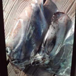 こかわ渡船　雅丸 釣果