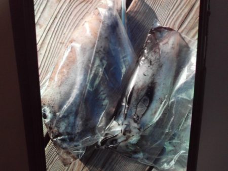 こかわ渡船　雅丸 釣果