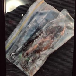 こかわ渡船　雅丸 釣果