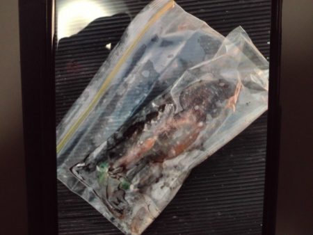 こかわ渡船　雅丸 釣果