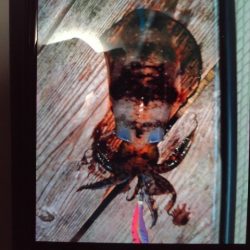 こかわ渡船　雅丸 釣果