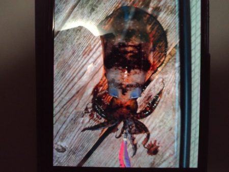 こかわ渡船　雅丸 釣果