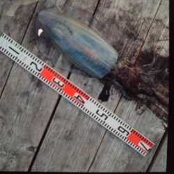 こかわ渡船　雅丸 釣果