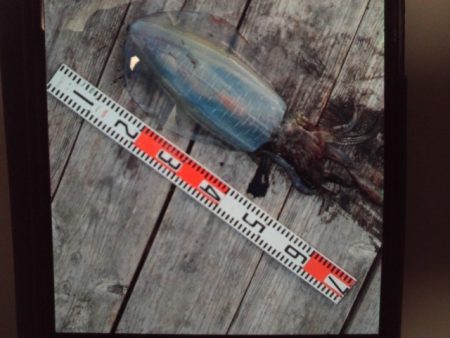 こかわ渡船　雅丸 釣果