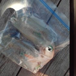 こかわ渡船　雅丸 釣果