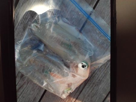 こかわ渡船　雅丸 釣果