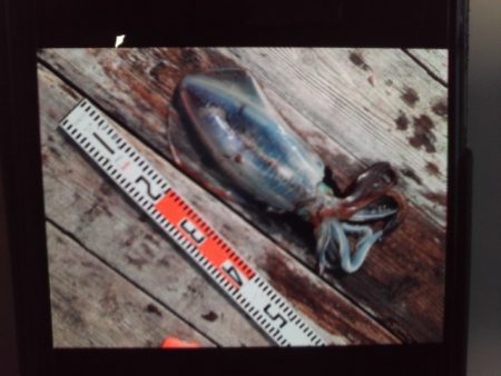 こかわ渡船　雅丸 釣果