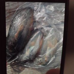こかわ渡船　雅丸 釣果