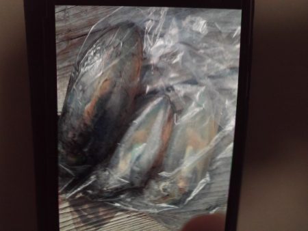 こかわ渡船　雅丸 釣果