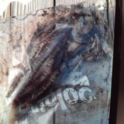 こかわ渡船 雅丸 釣果