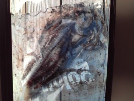 こかわ渡船　雅丸 釣果