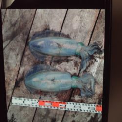 こかわ渡船　雅丸 釣果