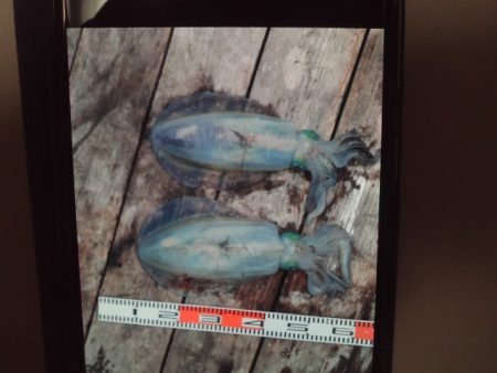 こかわ渡船　雅丸 釣果