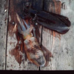 こかわ渡船　雅丸 釣果