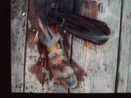 こかわ渡船　雅丸 釣果