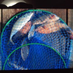 こかわ渡船　雅丸 釣果