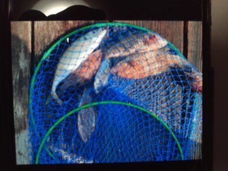 こかわ渡船　雅丸 釣果