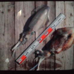 こかわ渡船　雅丸 釣果