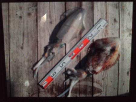 こかわ渡船　雅丸 釣果