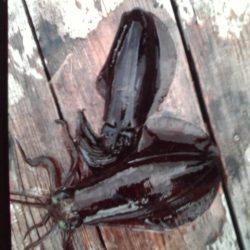 こかわ渡船　雅丸 釣果