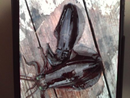 こかわ渡船　雅丸 釣果