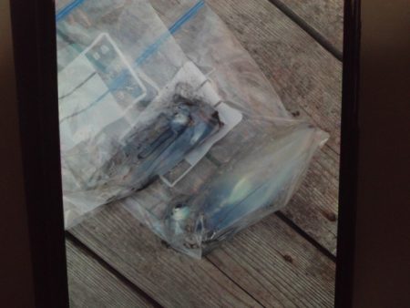 こかわ渡船　雅丸 釣果