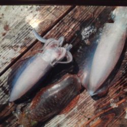 こかわ渡船　雅丸 釣果