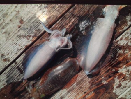 こかわ渡船　雅丸 釣果