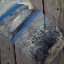 こかわ渡船　雅丸 釣果