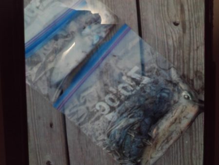 こかわ渡船　雅丸 釣果