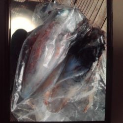 こかわ渡船　雅丸 釣果