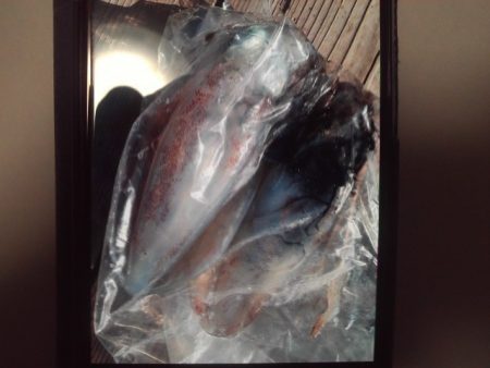 こかわ渡船　雅丸 釣果