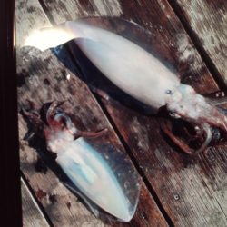 こかわ渡船　雅丸 釣果