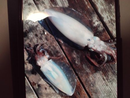 こかわ渡船　雅丸 釣果