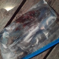 こかわ渡船　雅丸 釣果