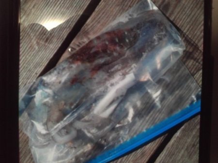 こかわ渡船　雅丸 釣果