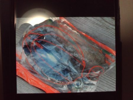 こかわ渡船　雅丸 釣果