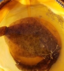 鹿島港魚釣園 釣果