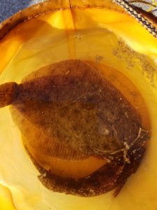 鹿島港魚釣園 釣果